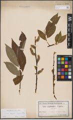 Foto von Salix caprea L. x Salix daphnoides Vill.